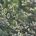 Pussy Willow