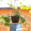Mistletoe Cactus - Rhipsalis burchellii