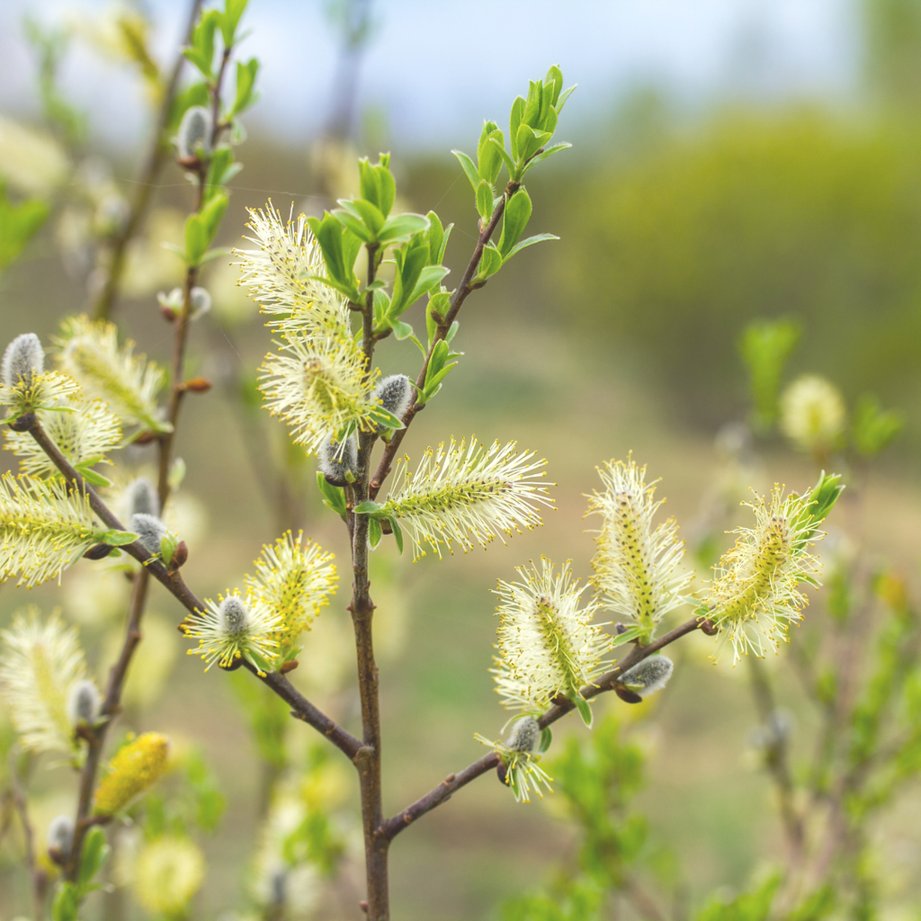 Pussy Willow