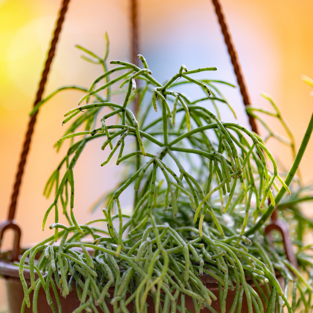 Mistletoe Cactus - Rhipsalis burchellii