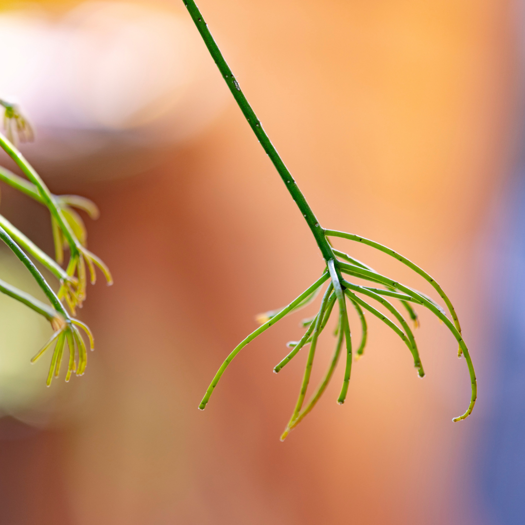 Mistletoe Cactus - Rhipsalis burchellii