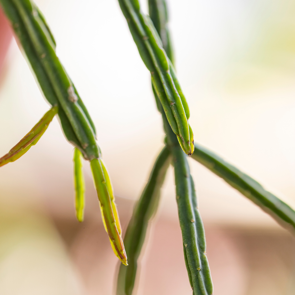 Mistletoe Cactus - Rhipsalis pentaptera