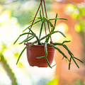Mistletoe Cactus - Rhipsalis pentaptera