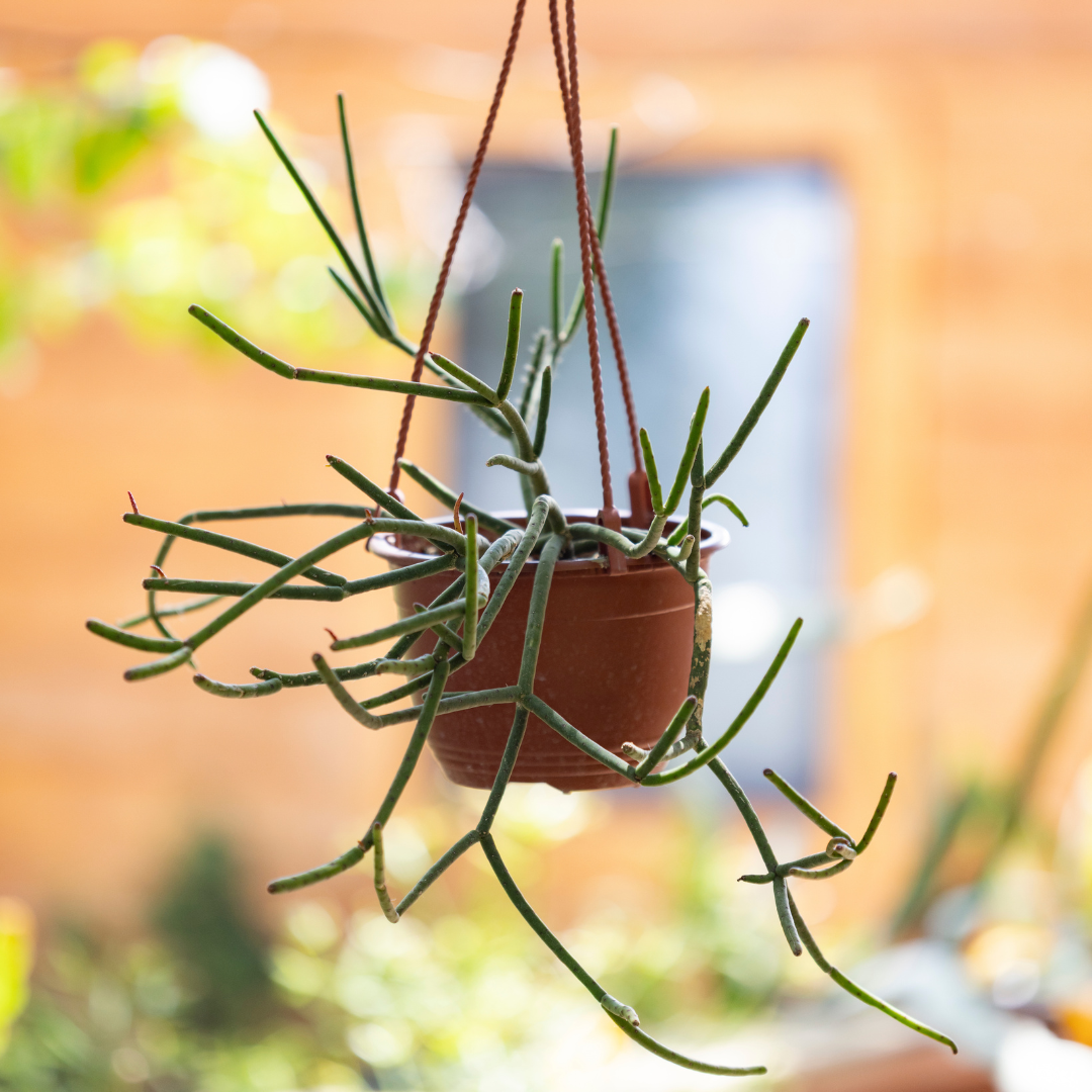 Mistletoe Cactus - Rhipsalis floccosa