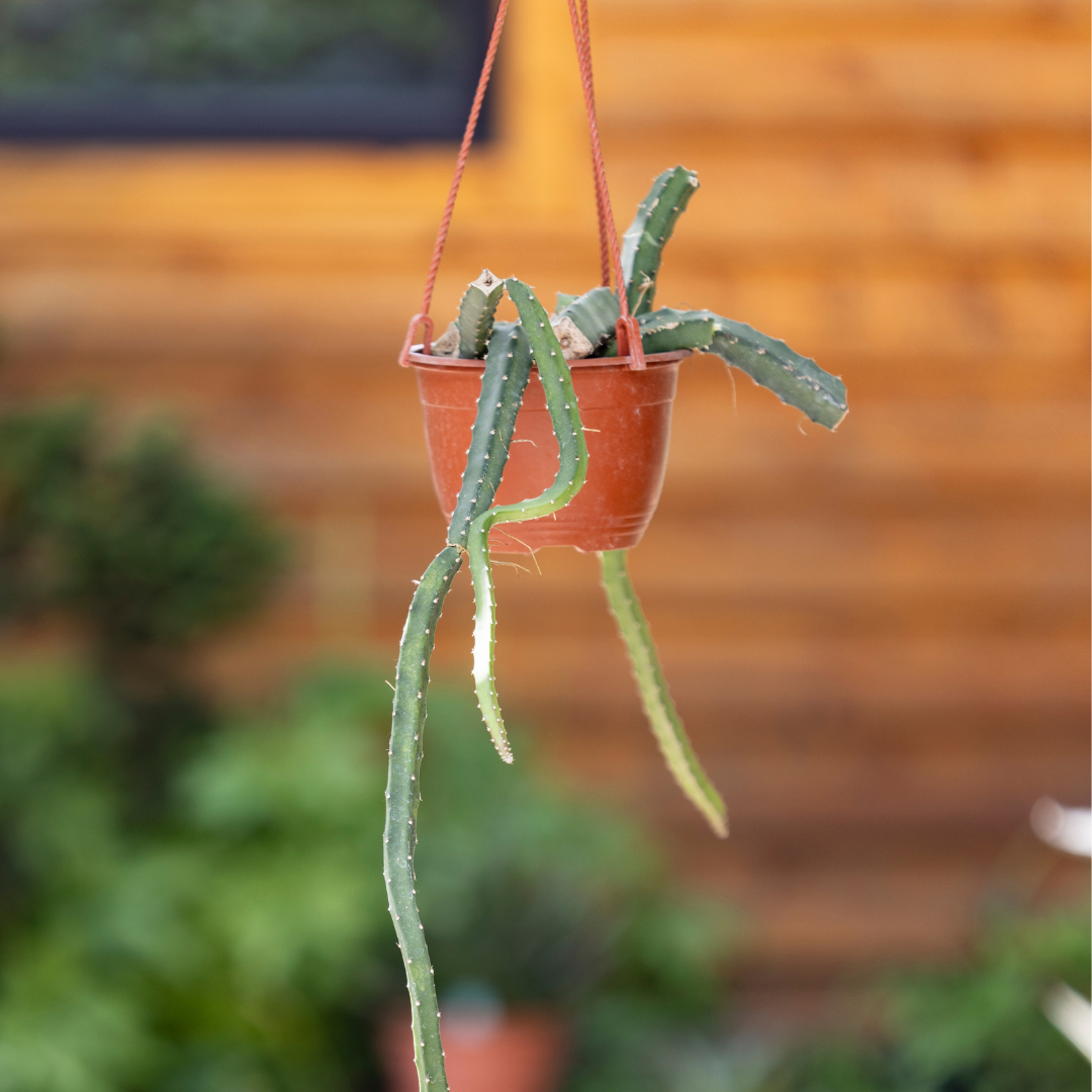 Queen of the Night - Selenicereus grandiflorus