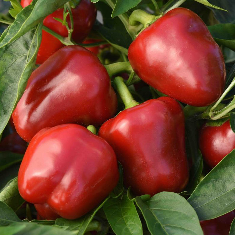 'Snackabelle' Peppers ~ Trio of 3 Hefty Plants for Preorder