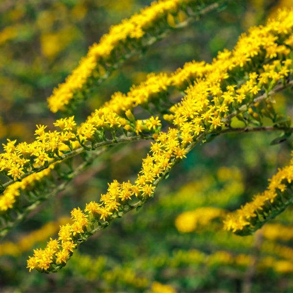 Goldenrod 'Fireworks'