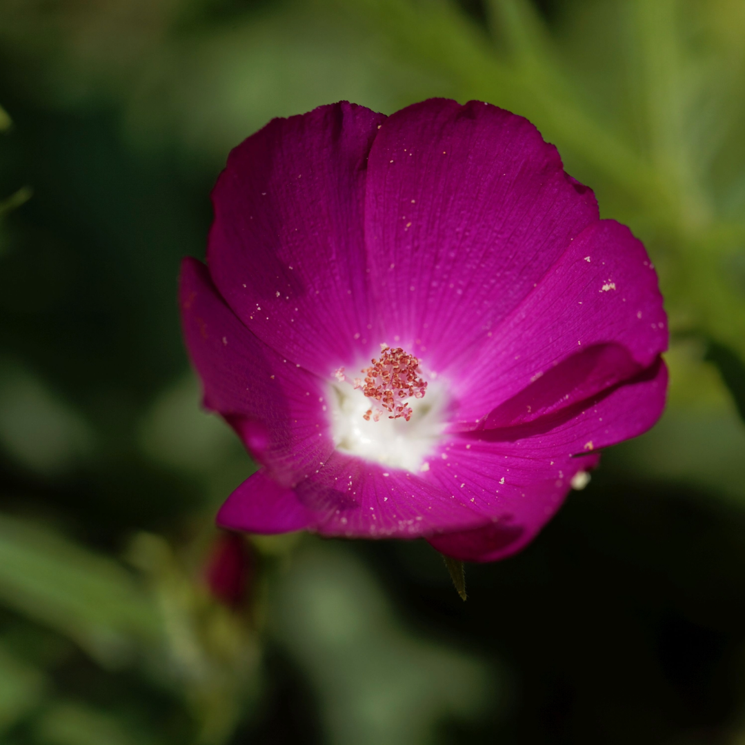 Purple Poppy Mallow