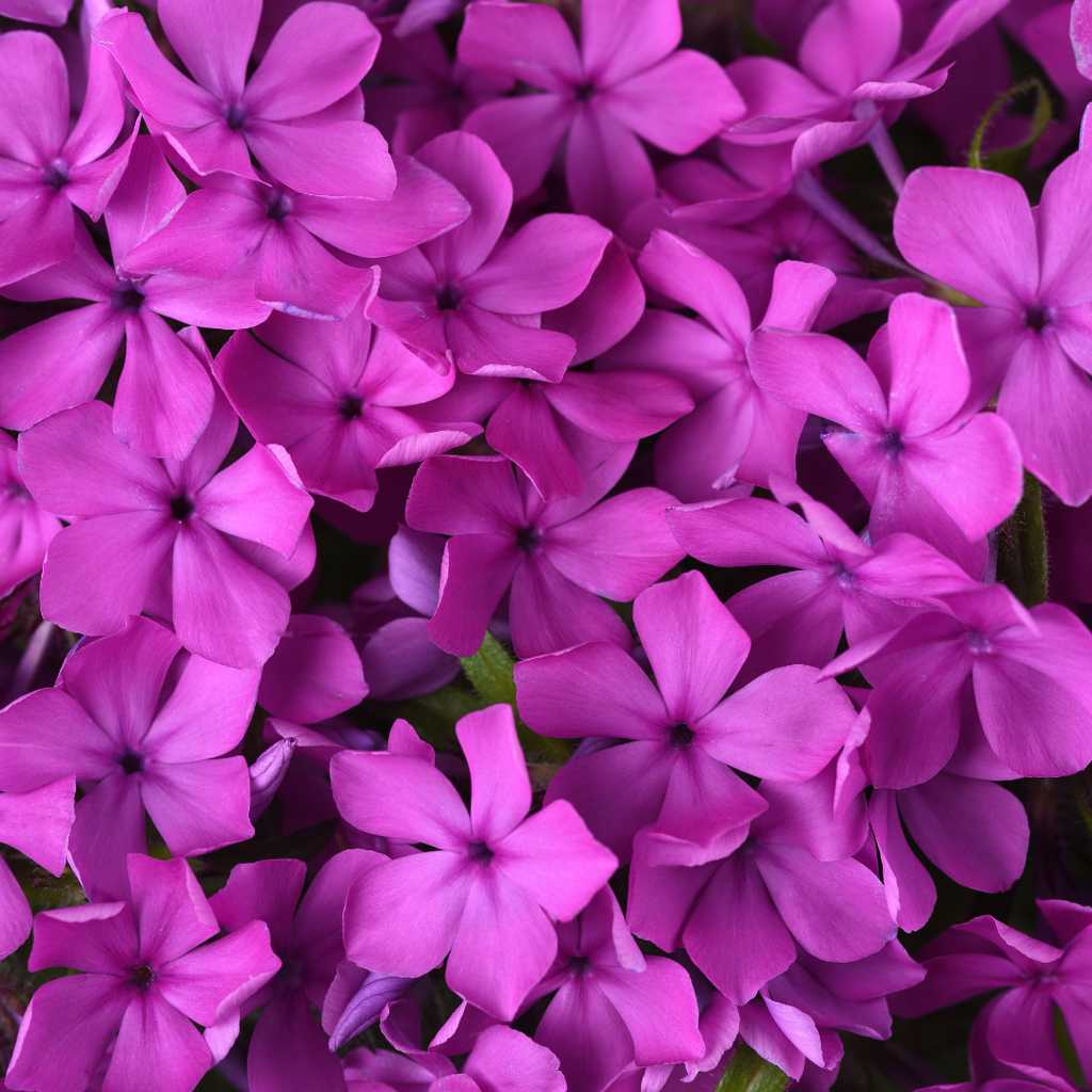 Phlox Candy Cloud™ 'Dark Pink'