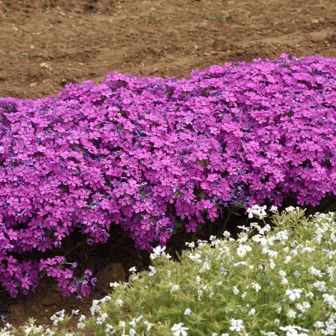 Phlox Candy Cloud™ 'Dark Pink'