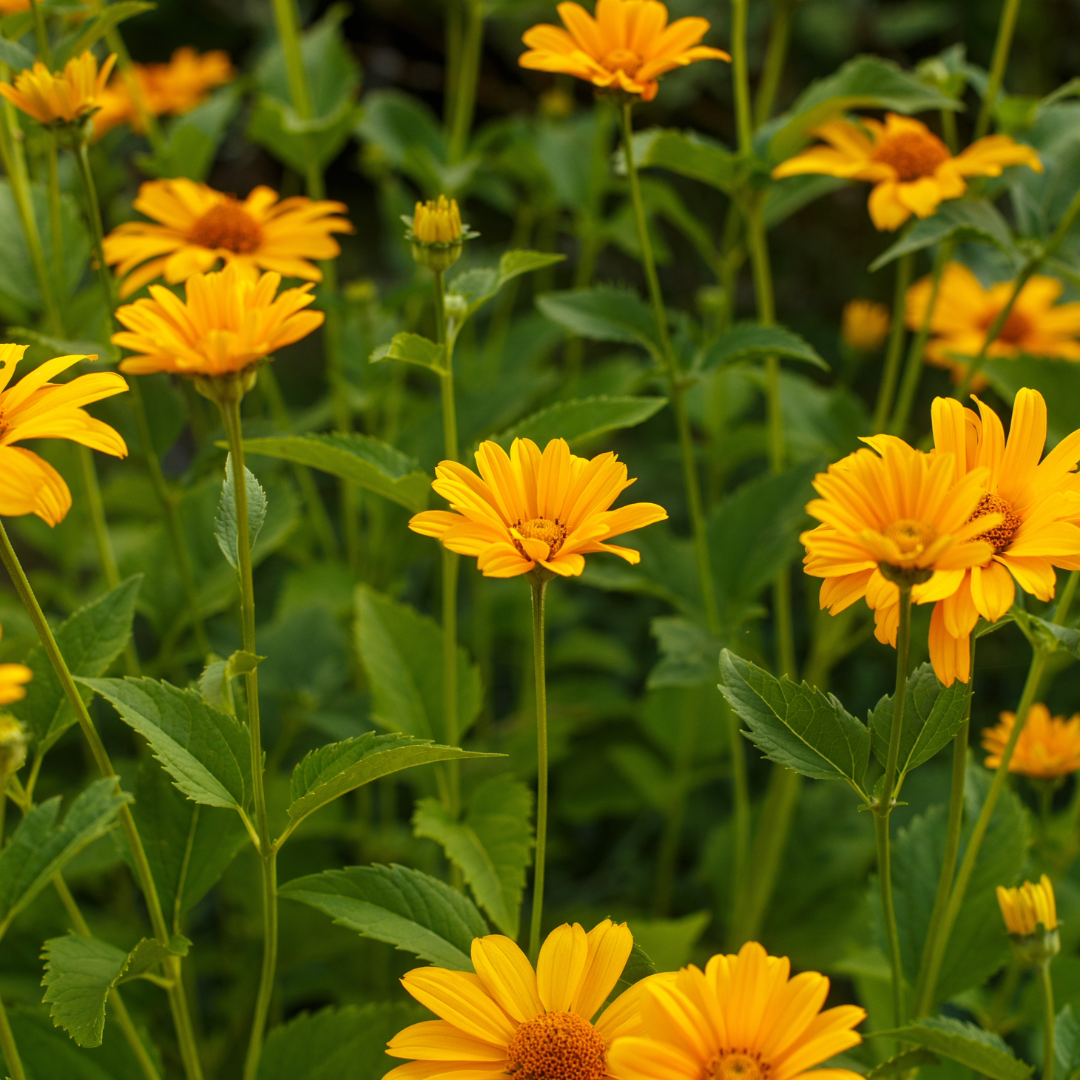 Ohio Hardy Sunflower