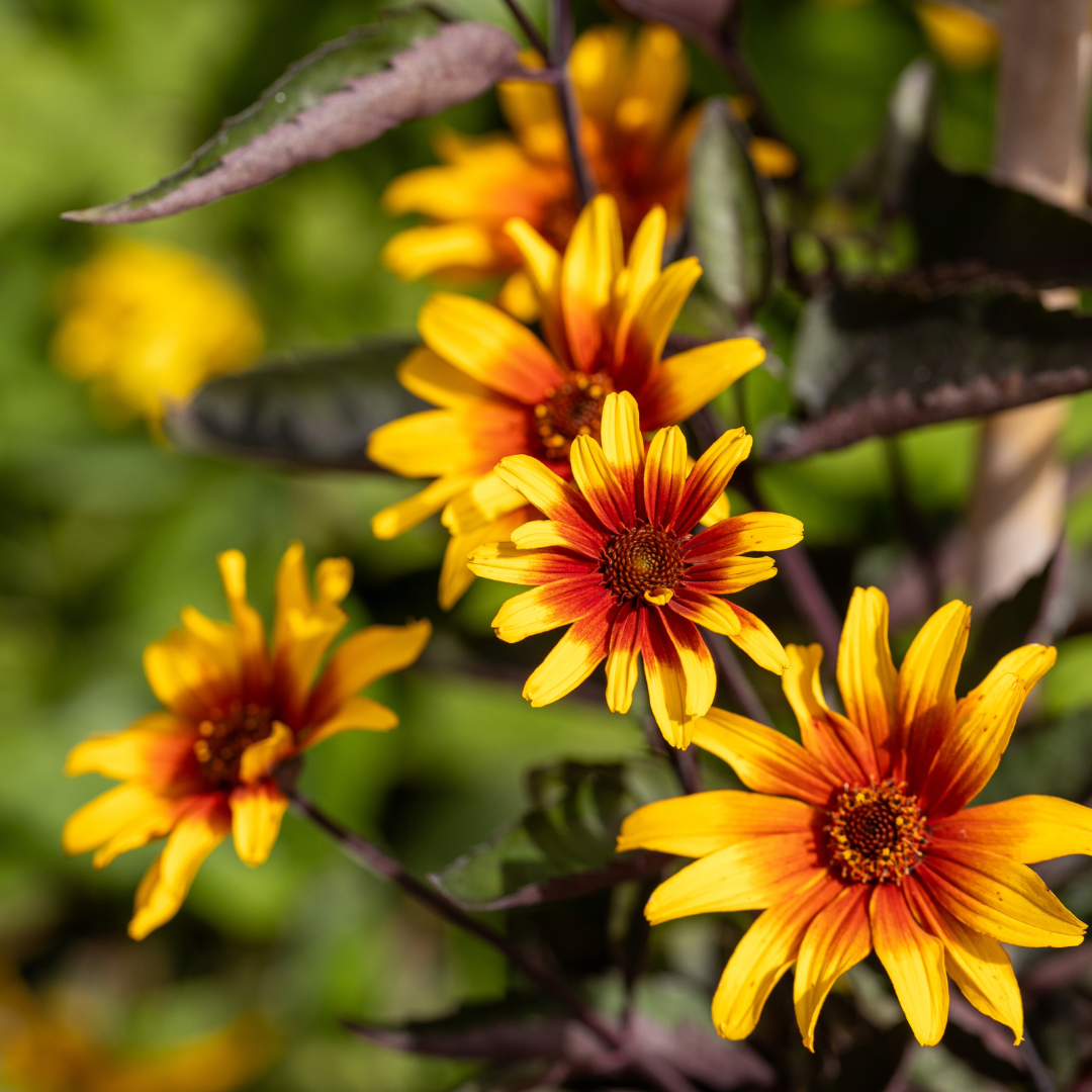 Ohio Hardy Sunflower