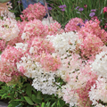Groundbreaker® Ground-cover Hydrangea 'Blush'
