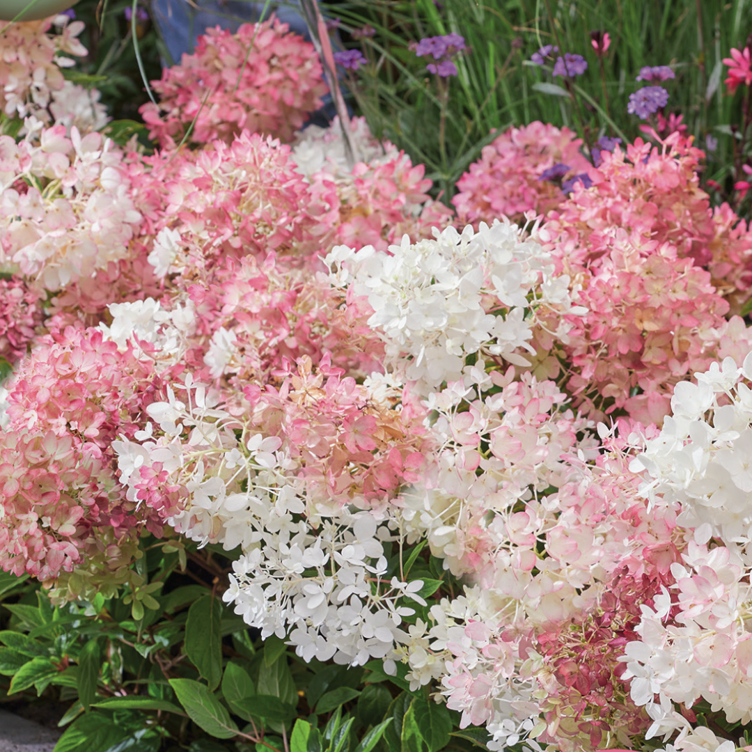 Groundbreaker® Ground-cover Hydrangea 'Blush'