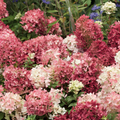 Groundbreaker® Ground-cover Hydrangea 'Ruby'