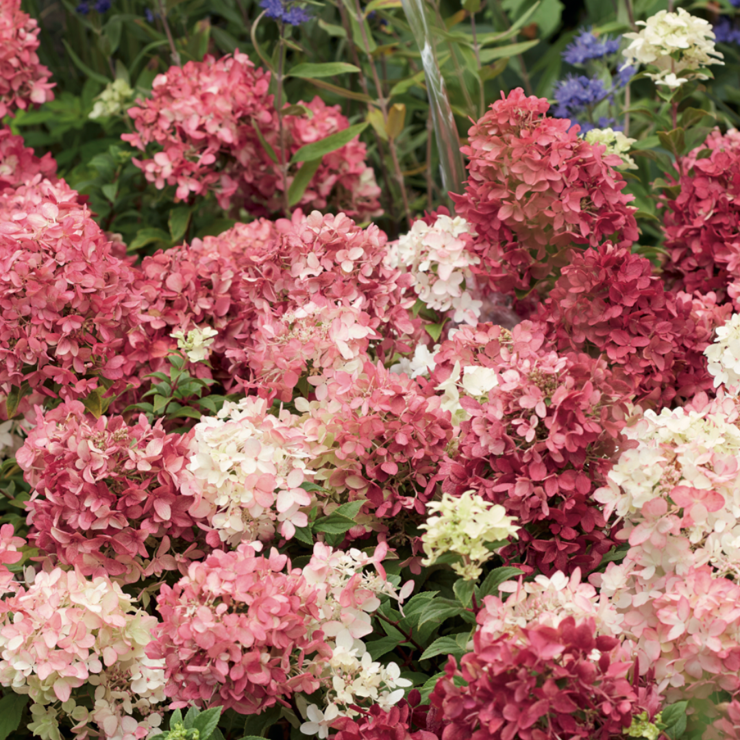 Groundbreaker® Ground-cover Hydrangea 'Ruby'