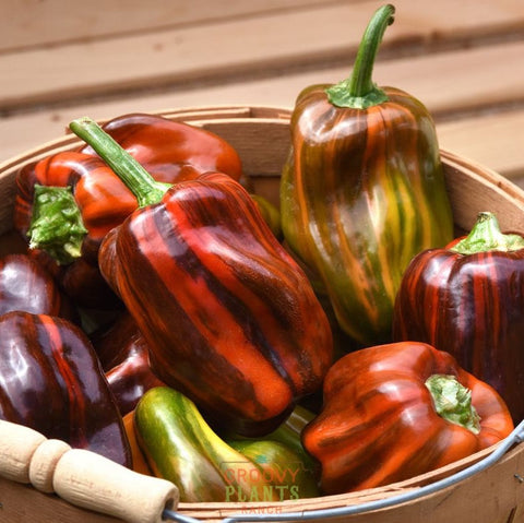 'Candy Cane Chocolate Cherry' Peppers ~ Trio of 3 Hefty Plants for Preorder