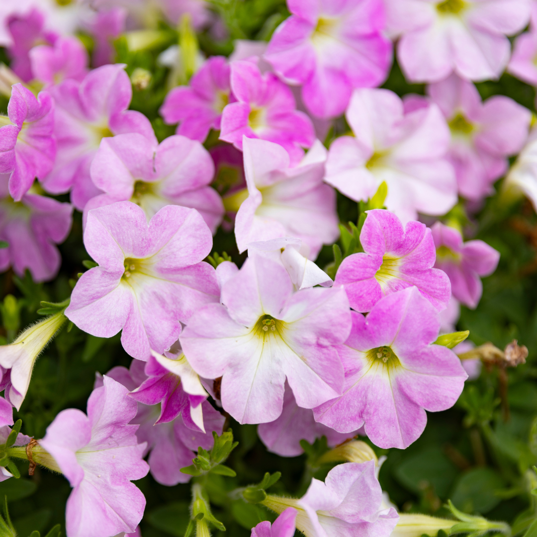 Firefly Petunia Moonlight™ Pink