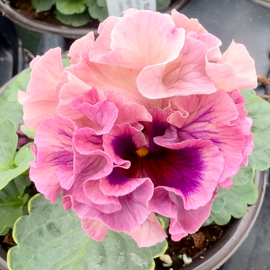 Elegance Pansy