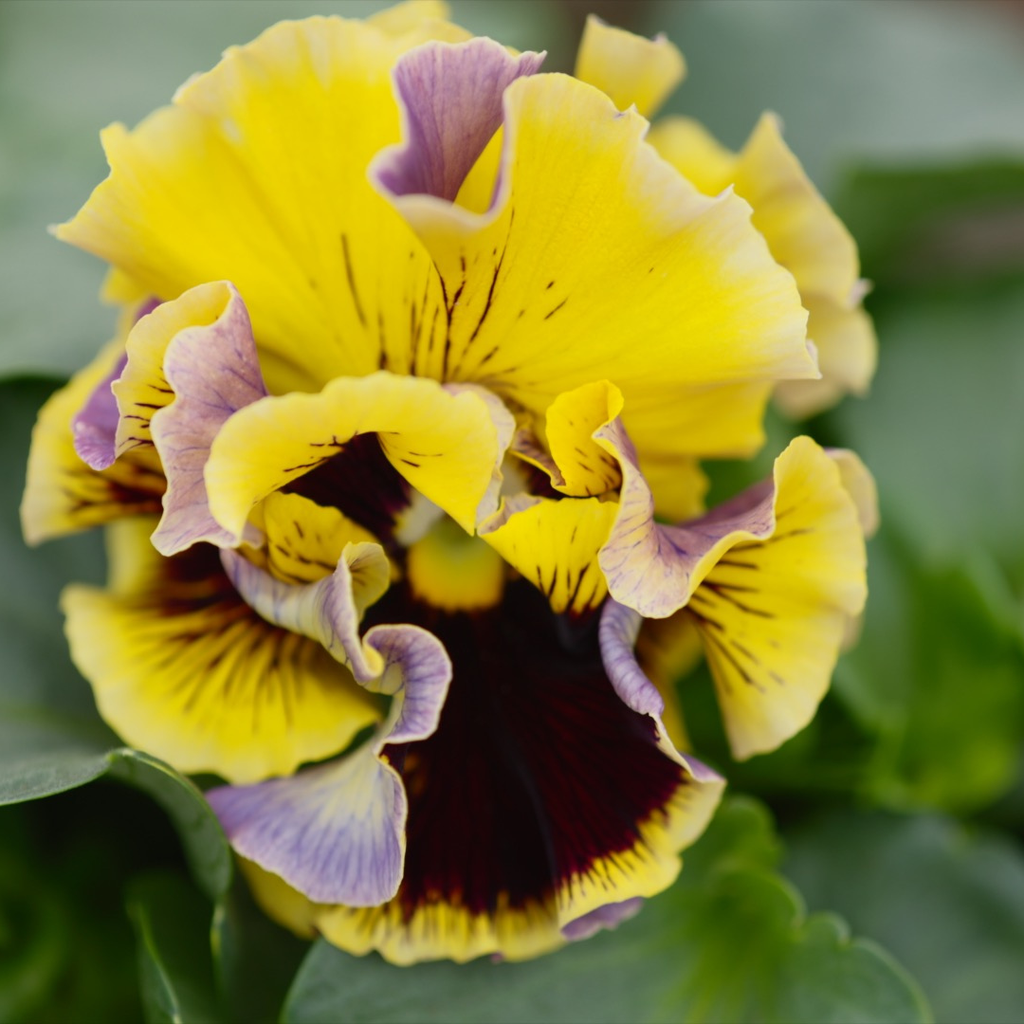 Elegance Pansy