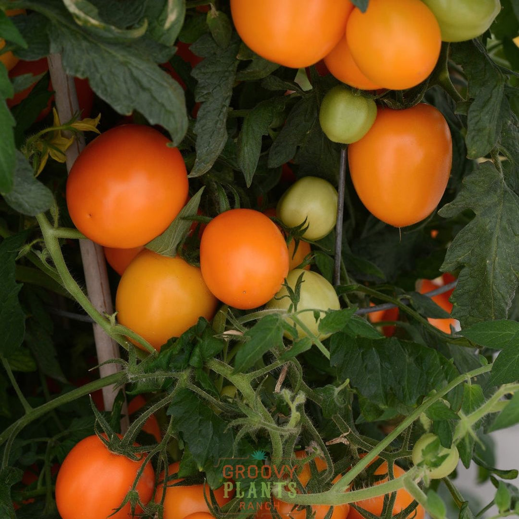 Roma Tomato 'Sunrise Sauce' ~ Trio of 3 Hefty Plants for Preorder