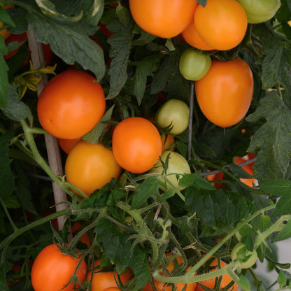 Roma Tomato 'Sunrise Sauce' ~ Trio of 3 Hefty Plants for Preorder