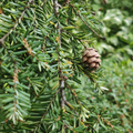 Canadian Hemlock