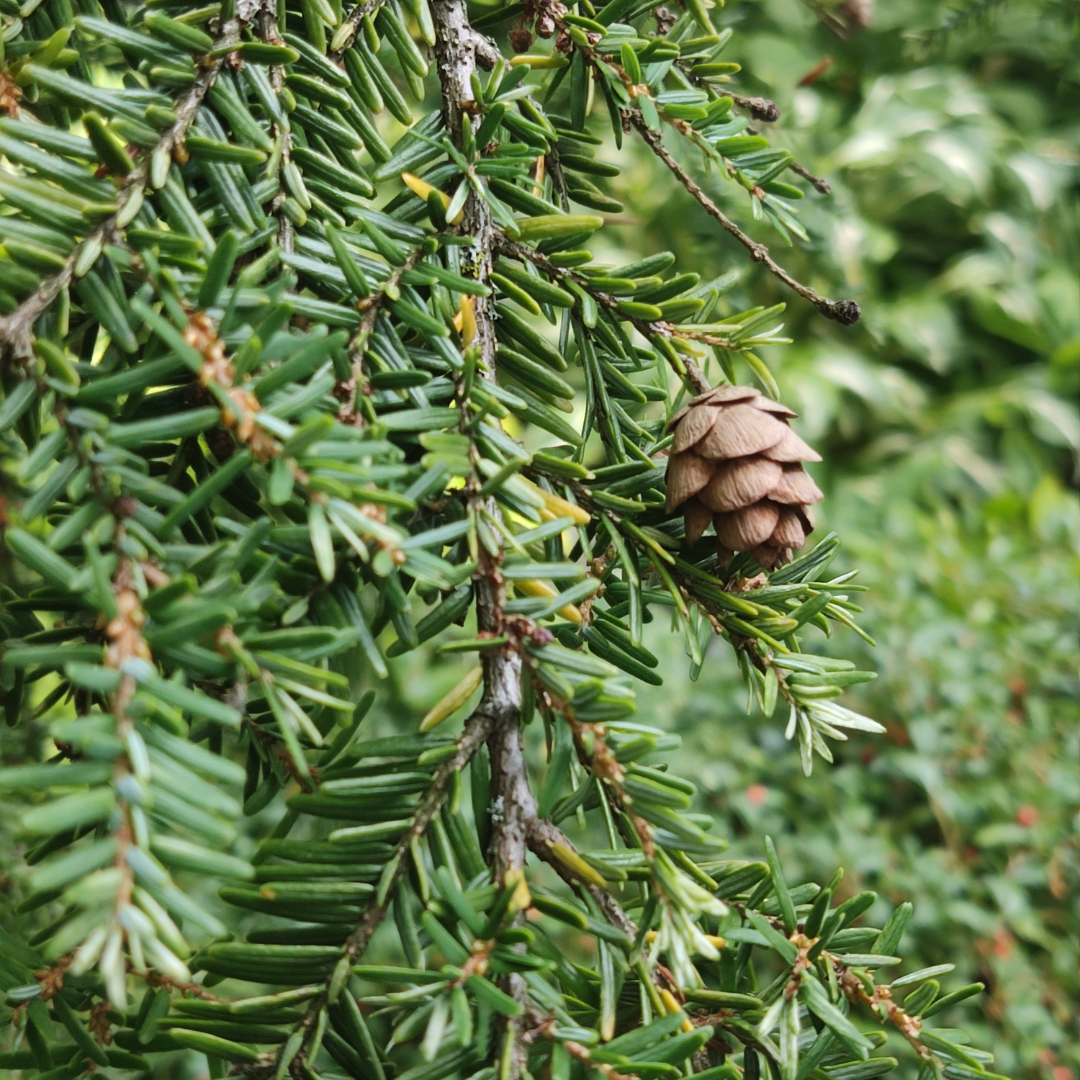 Canadian Hemlock
