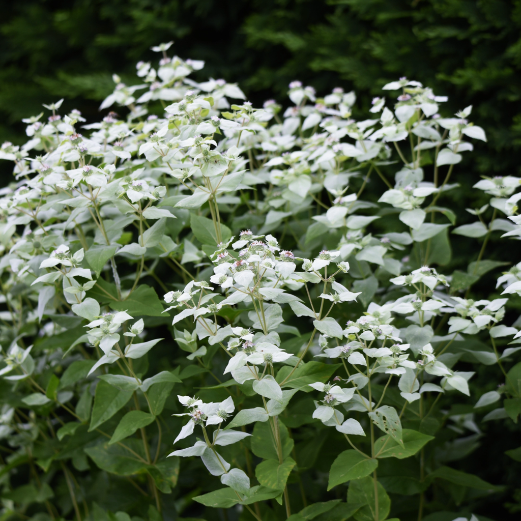 Mountain Mint - Pycnanthemum muticum