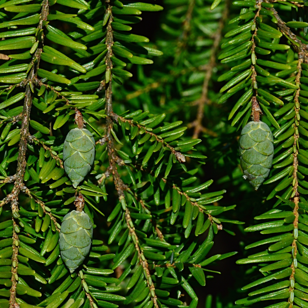 Canadian Hemlock