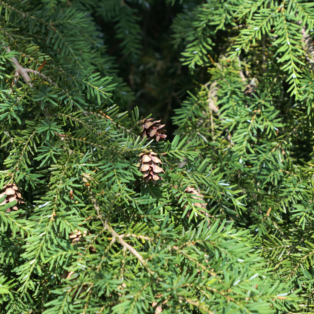 Canadian Hemlock