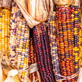 Festivity Corn