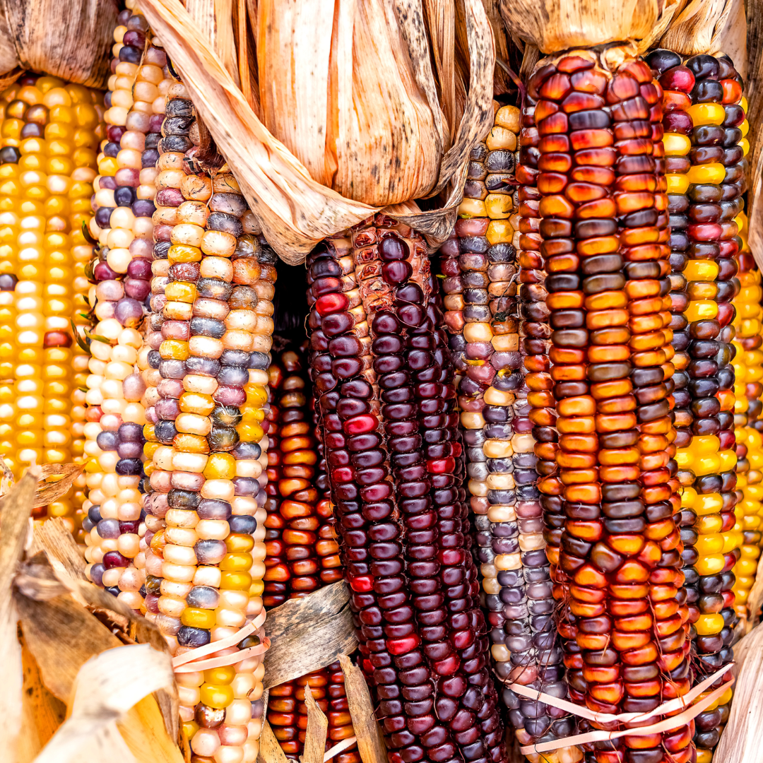 Festivity Corn
