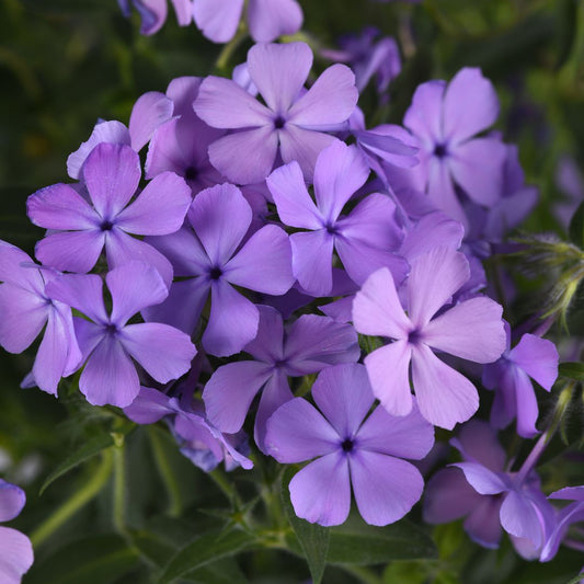 Phlox 'Candy Cloud Blue' ~ Trio of 3 Hefty Plants for Preorder
