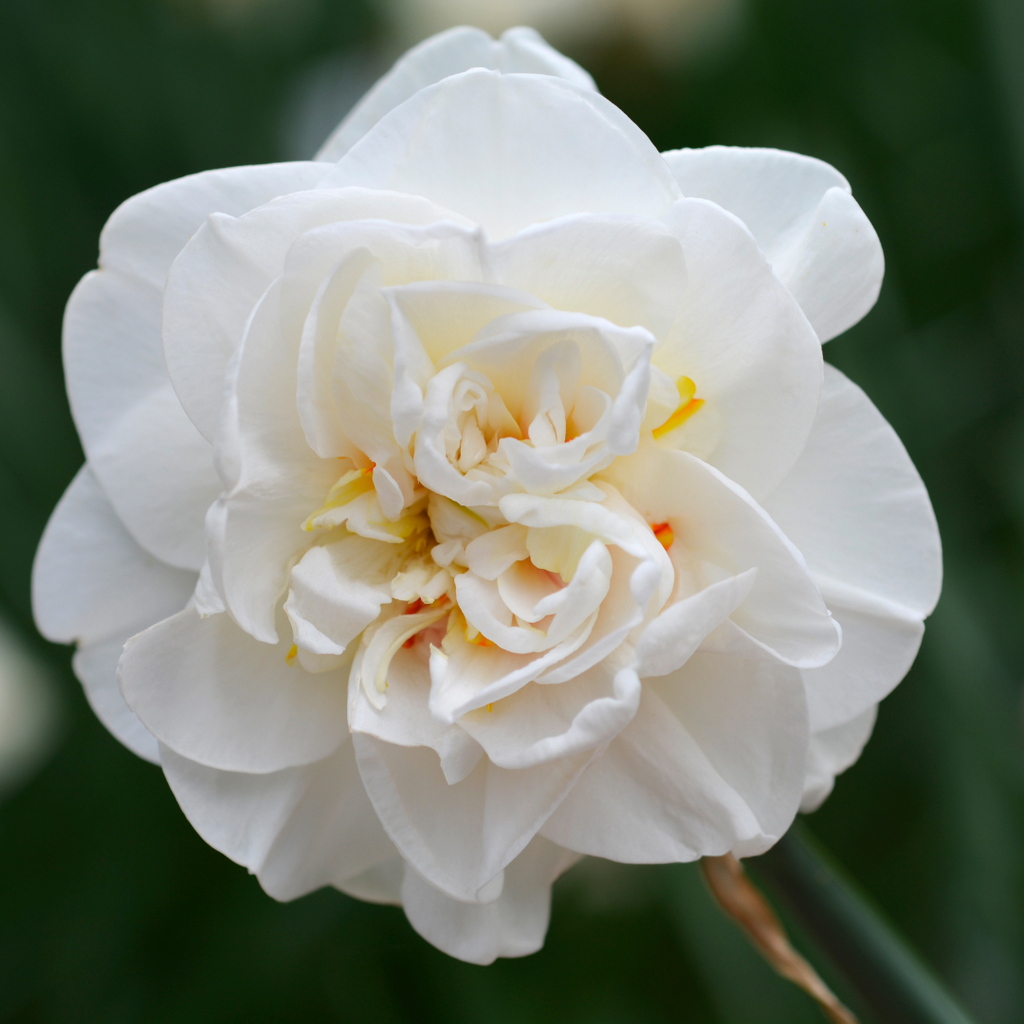 Daffodil 'Flower Drift'