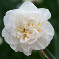 Daffodil 'Flower Drift'