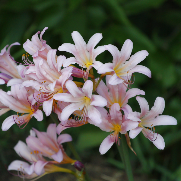 Resurrection Lily - 3 Bulbs