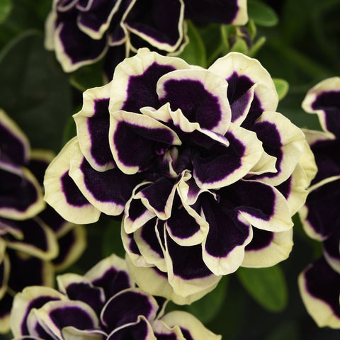 Petunia 'Midnight Gold' ~ Trio of 3 Hefty Plants for Preorder