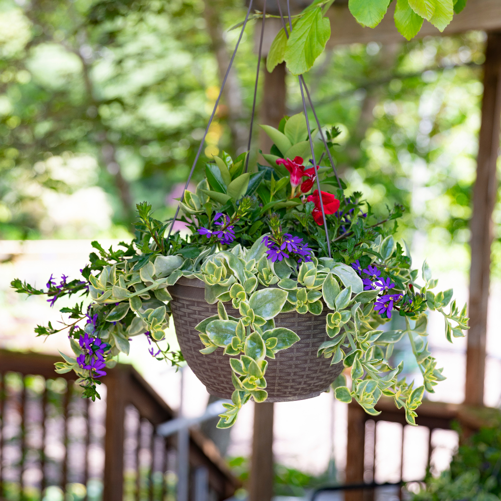 Summer Sentinel Hanging Basket - Red