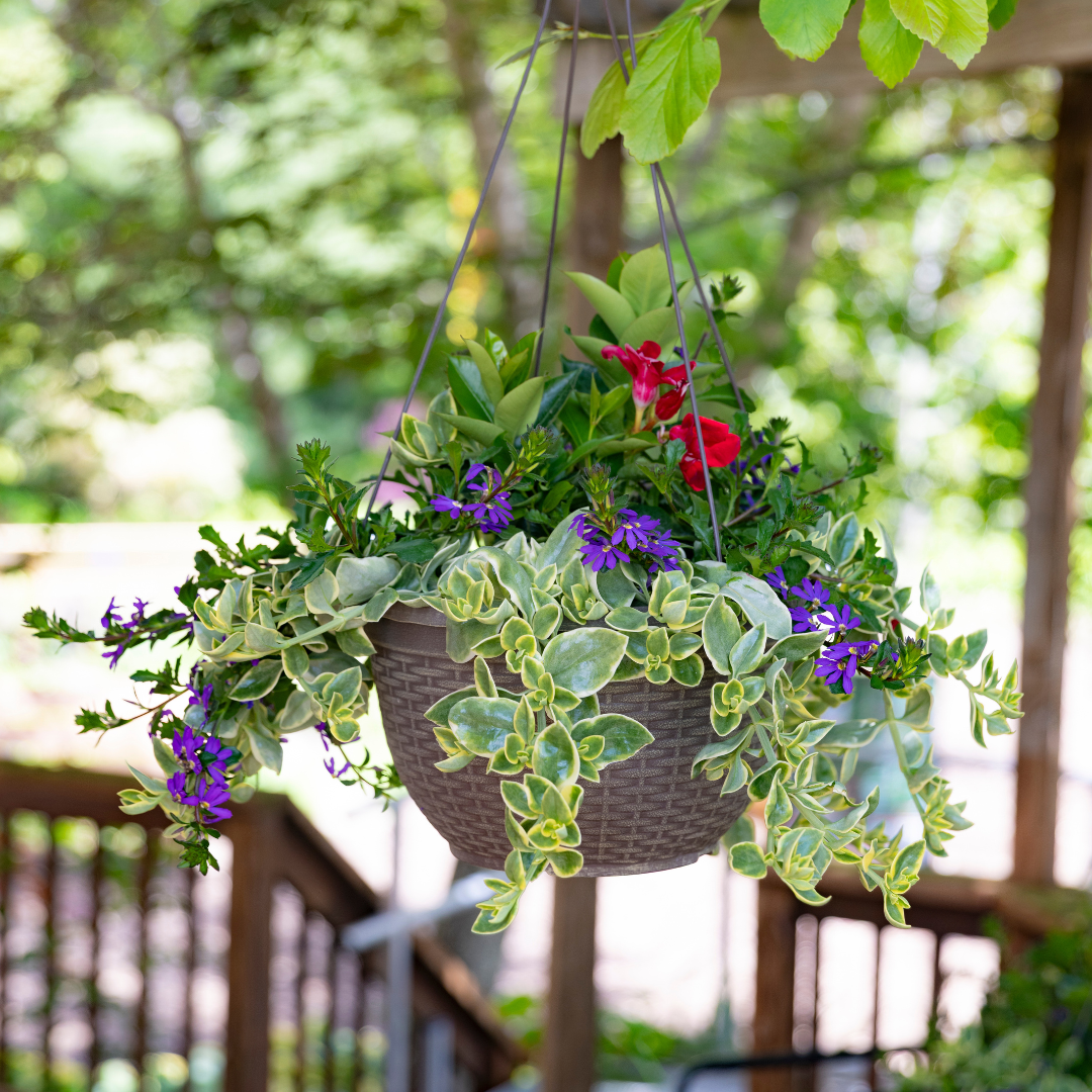 Summer Sentinel Hanging Basket - Red