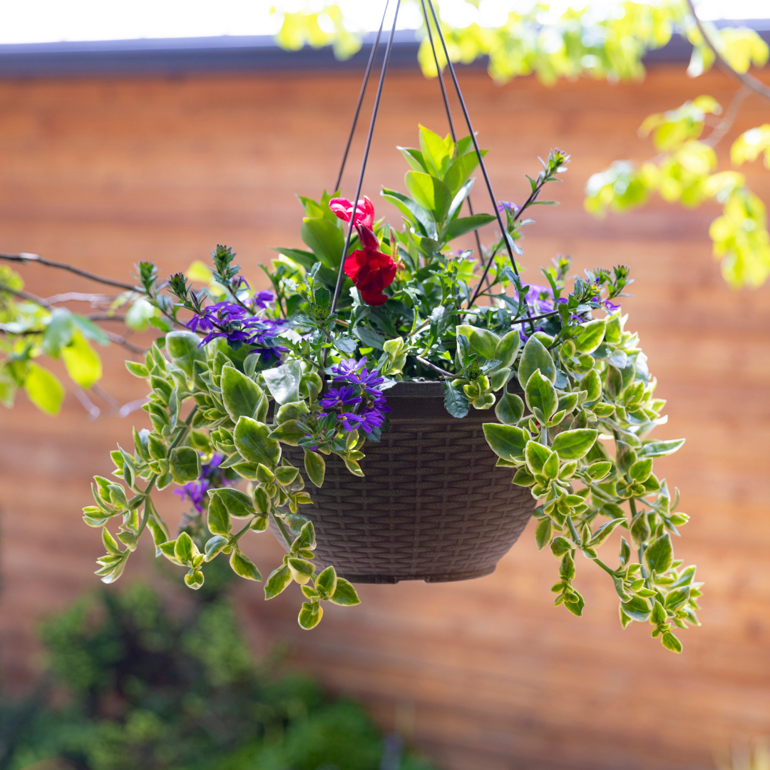 Summer Sentinel Hanging Basket - Red