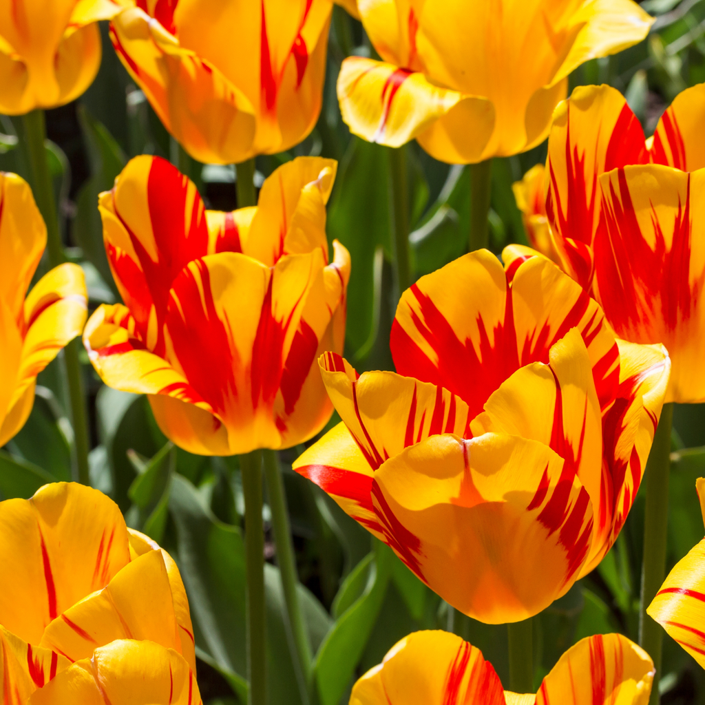 Tulip 'Olympic Flame'