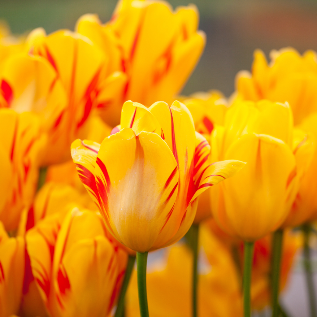 Tulip 'Olympic Flame'