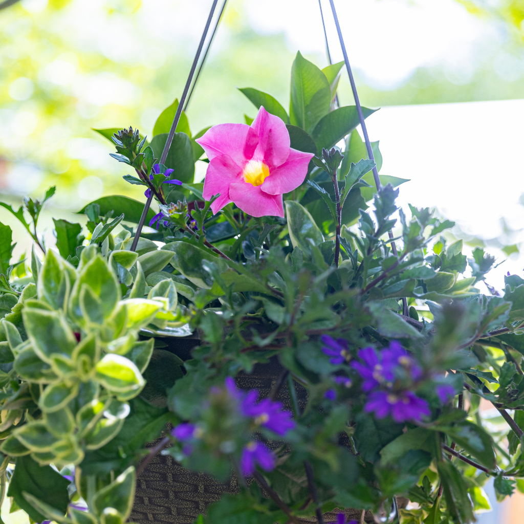 Summer Sentinel Hanging Basket - Pink
