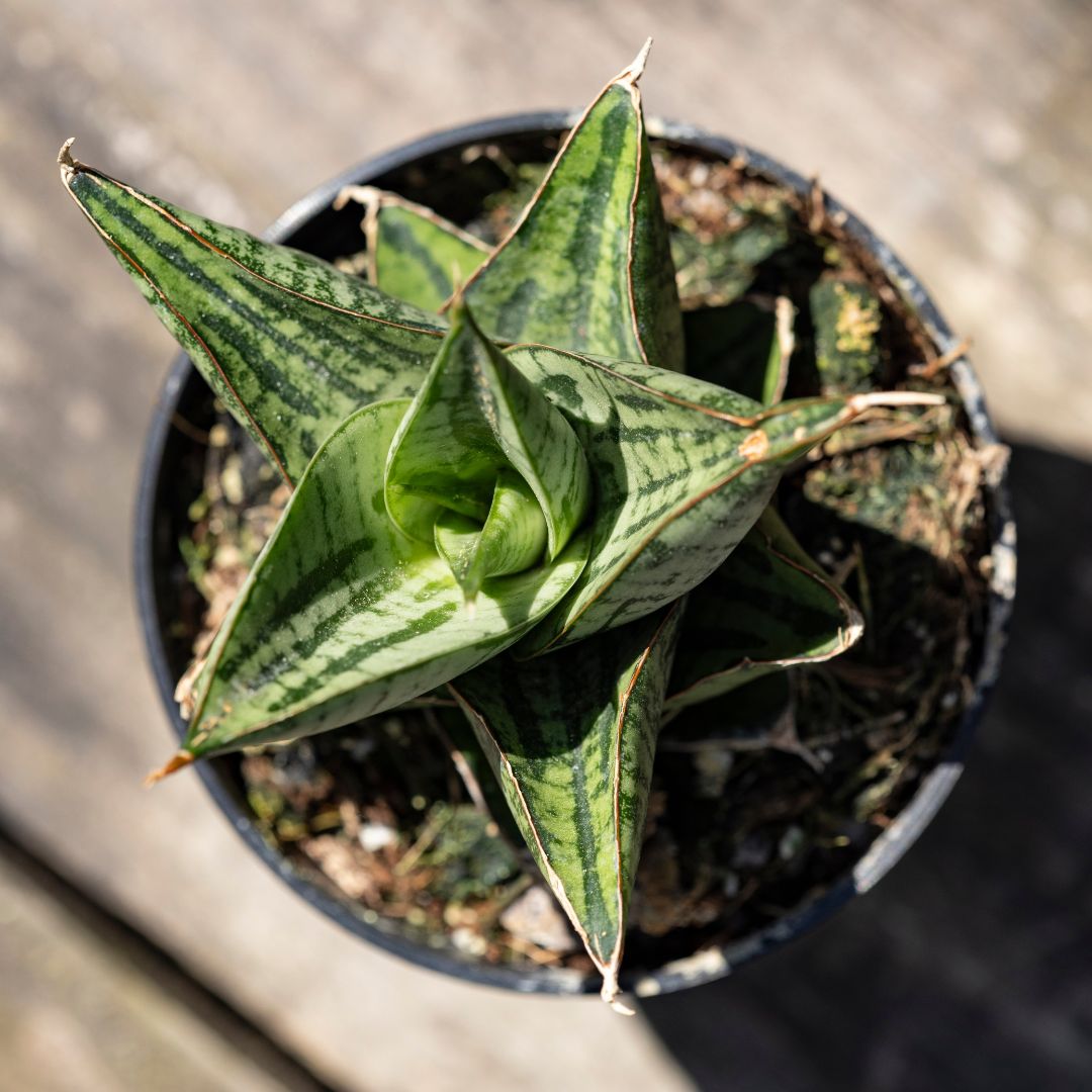 Sansevieria 'Kaisar'