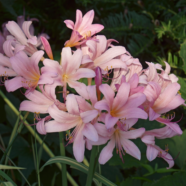 Resurrection Lily - 3 Bulbs