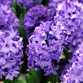 Hyacinth 'Peter Stuyvesant'