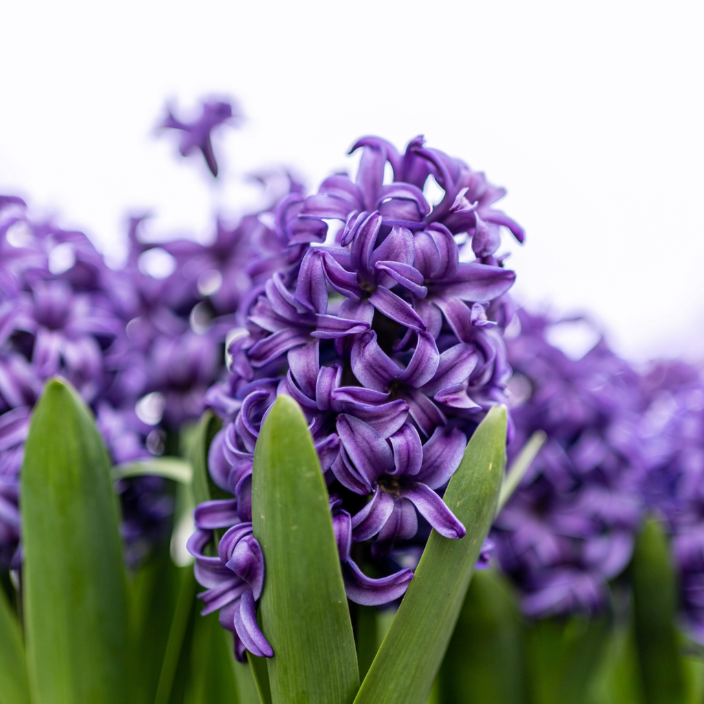 Hyacinth 'Peter Stuyvesant'