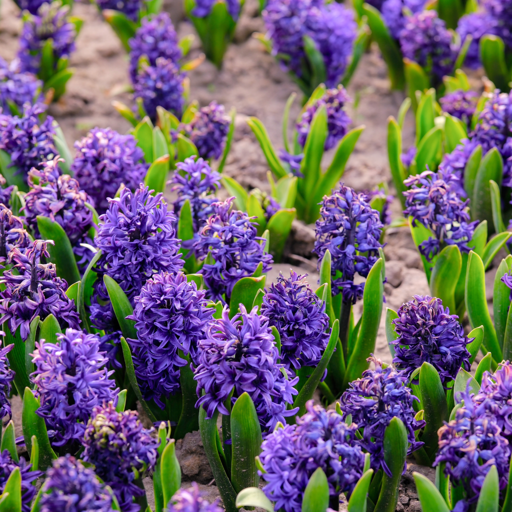 Hyacinth 'Peter Stuyvesant'
