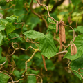 Corkscrew Hazelnut - Corylus avellana 'Contorta'
